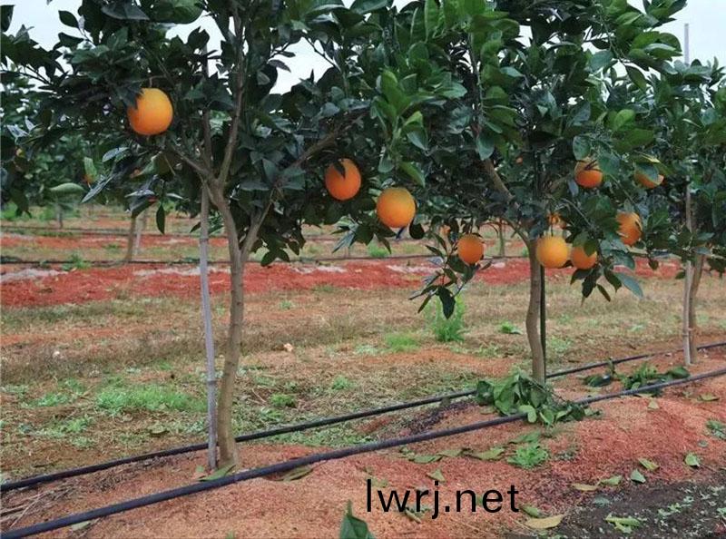 柑(gan)橘水(shui)肥一體化,水肥(fei)一(yi)體(ti)化技術(shu),水肥(fei)一體(ti)化 柑橘(ju)水(shui)肥一體(ti)化,水(shui)肥(fei)一體(ti)化(hua)技(ji)術,水肥(fei)一(yi)體(ti)化