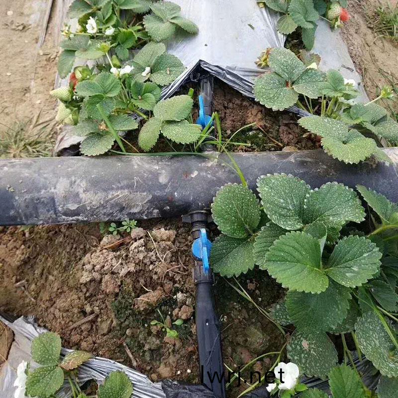 大(da)棚水肥一體化,草莓水(shui)肥一體(ti)化 大棚水肥一體化,草莓(mei)水肥一(yi)體化