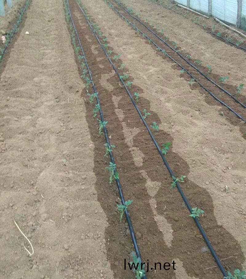 草莓水(shui)肥一(yi)體化技術(shù)(shu),水(shui)肥(fei)一體化(hua),水(shui)肥一(yi)體化技(ji)術(shù)(shu) 草(cao)莓(mei)水(shui)肥一(yi)體(ti)化(hua)技術(shù)(shu),水肥一(yi)體(ti)化(hua),水(shui)肥一(yi)體(ti)化技術(shù)