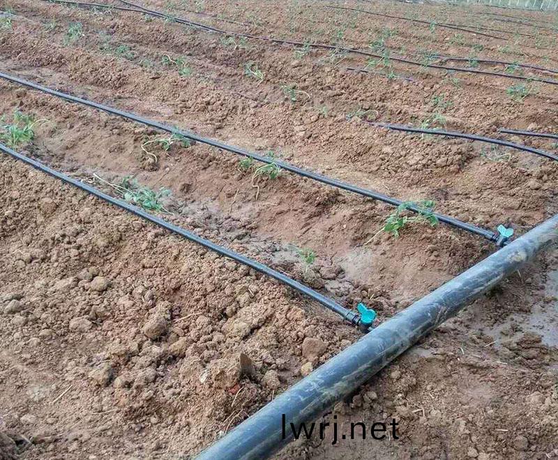 滴灌、微噴灌每畝(mu)地(di)多少錢 滴灌、微噴灌每畝地多少錢