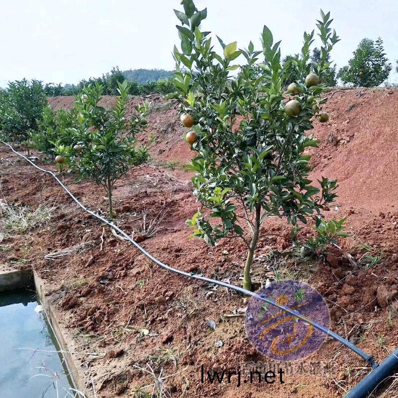 柑橘(ju)滴灌(guan)