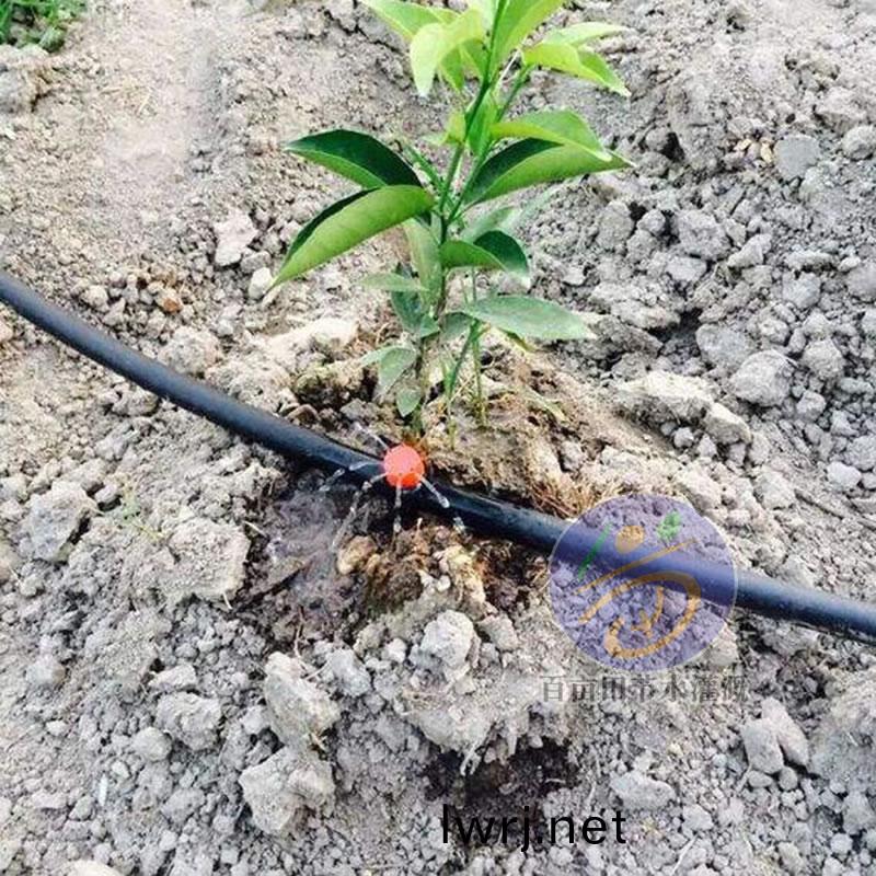 八孔滴頭 菓樹滴灌