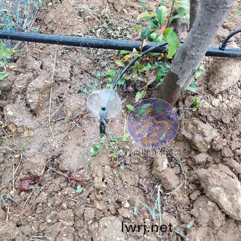 渦鏇地挿 菓樹微噴